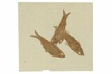 Three Detailed Fossil Fish (Knightia) - Wyoming #240452-1
